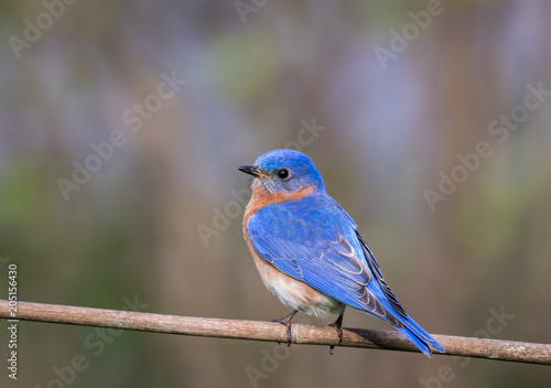 Eastern Bluebird, Sialia sialis, male perched with simple gray palette background room for text