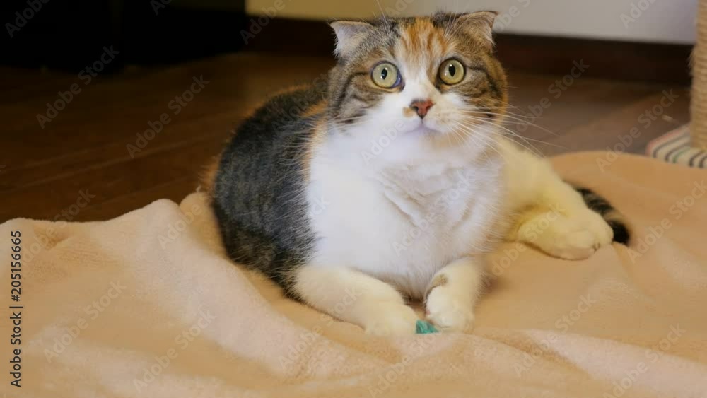 Scottish Fold Cat playing with a toy Scottish Fold Cat playing with a toy