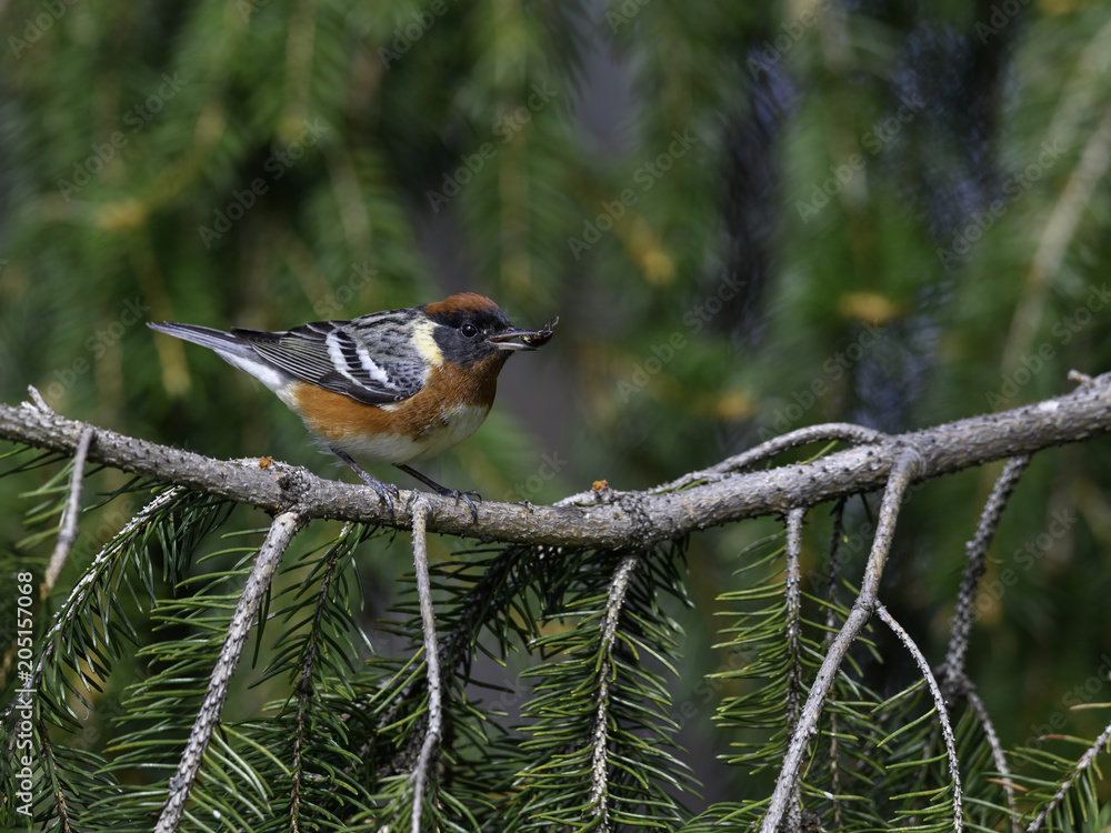 apple,bay,beak,bird,black,bloom,blossom,blue,breasted,brown,canada,cherry,chestnut,feather,green,isolated,ontario,orange,perch,perched,plumage,songbird,tree,warbler,white,wildlife,wing apple,bay,beak,bird,black,bloom,blossom,blue,breasted,brown,canada,cherry,chestnut,feather,green,isolated,ontario,orange,perch,perched,plumage,songbird,tree,warbler,white,wildlife,wing