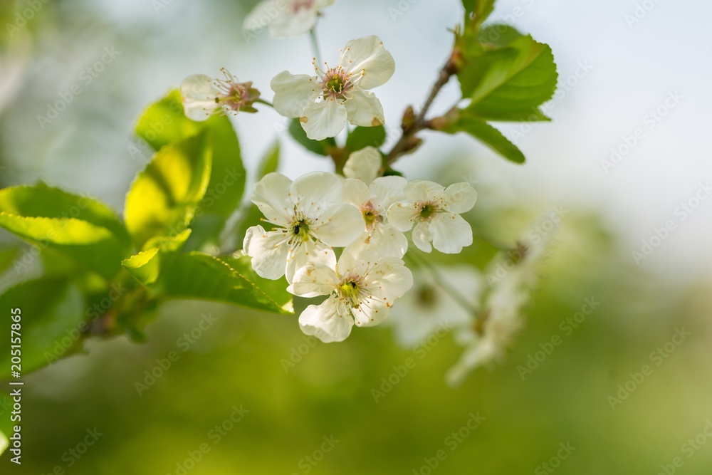 Blooming branches of cherry tree or gean tree Blooming branches of cherry tree or gean tree