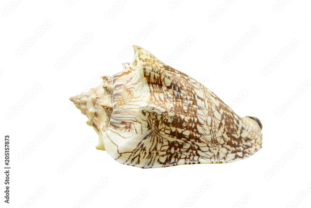 Noble Volute or Cymbiola nobilis