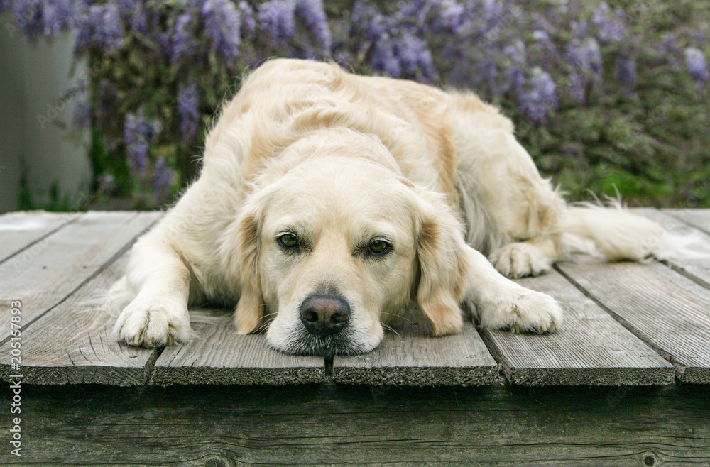 Golden Retreiver dog laying on deck with head down Golden Retreiver dog laying on deck with head down
