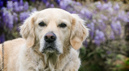 golden retreiver dog in front of wisteria vines © mariedolphin