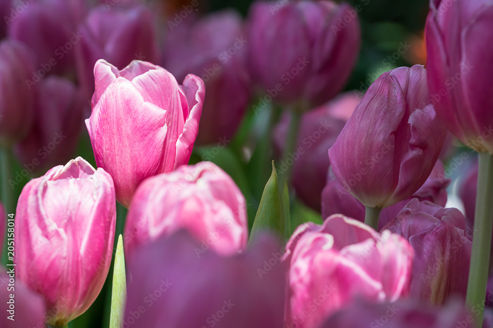 Obraz premium Pink tulips in the garden
