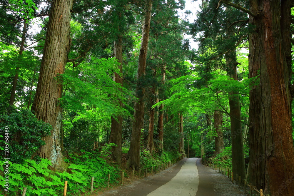 Fototapeta premium 世界遺産 新緑の中尊寺