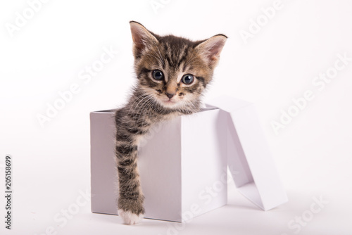 Fototapeta Naklejka Na Ścianę i Meble -  Cute Kittens