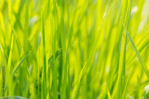 Green spring grass in close up