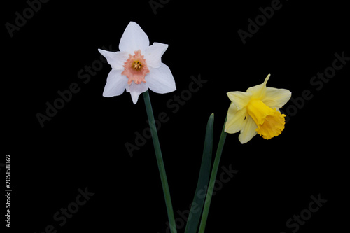 Yellow, White daffodils (narcissus) with peach colored cup on black background