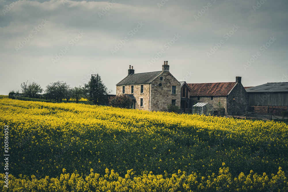 House amung yellow field