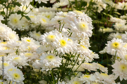 Flowers  flowers chrysanthemum  Chrysanthemum wallpaper  chrysanthemums in autumn  chrysanthemums annuals