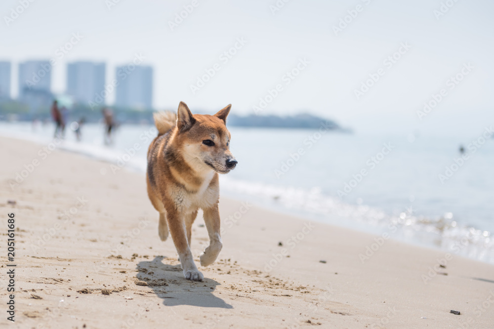 Shiba Inu play on the beach
