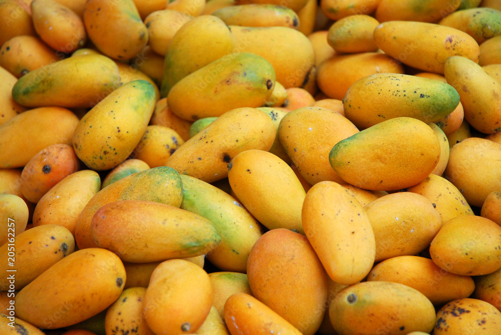 fresh mango in pile in the harvest season fresh mango in pile in the harvest season