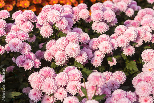 Flowers  flowers chrysanthemum  Chrysanthemum wallpaper  chrysanthemums in autumn  chrysanthemums annuals  chrysanthemum photos 