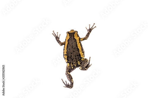 Fotografie colorful bullfrog on white background