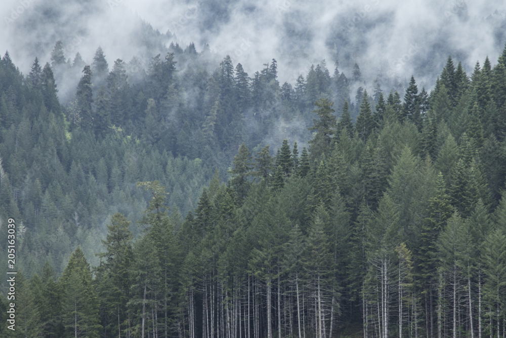 Misty Mountain Morning 2 Misty Mountain Morning 2