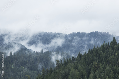 Misty Mountain Morning 1