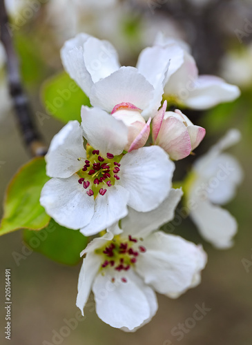 Apple flowers © baimin