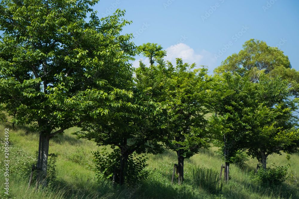 Obraz premium 街路樹