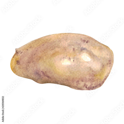 Potato Watercolor hand drawn illustration isolated on white background