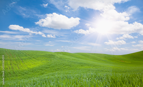 Green grass field and bright blue sky © muratart
