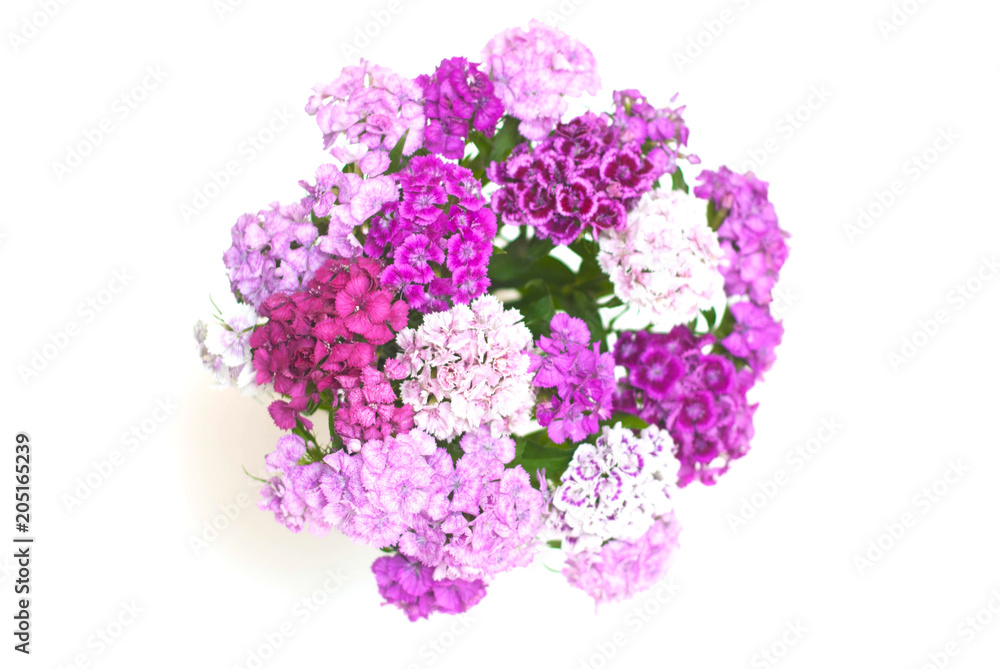 Pink Carnation Flower Isoalted on White Bouquet. Floristic Arrangement Greetin Card Pink Carnation Flower Isoalted on White Bouquet. Floristic Arrangement Greetin Card