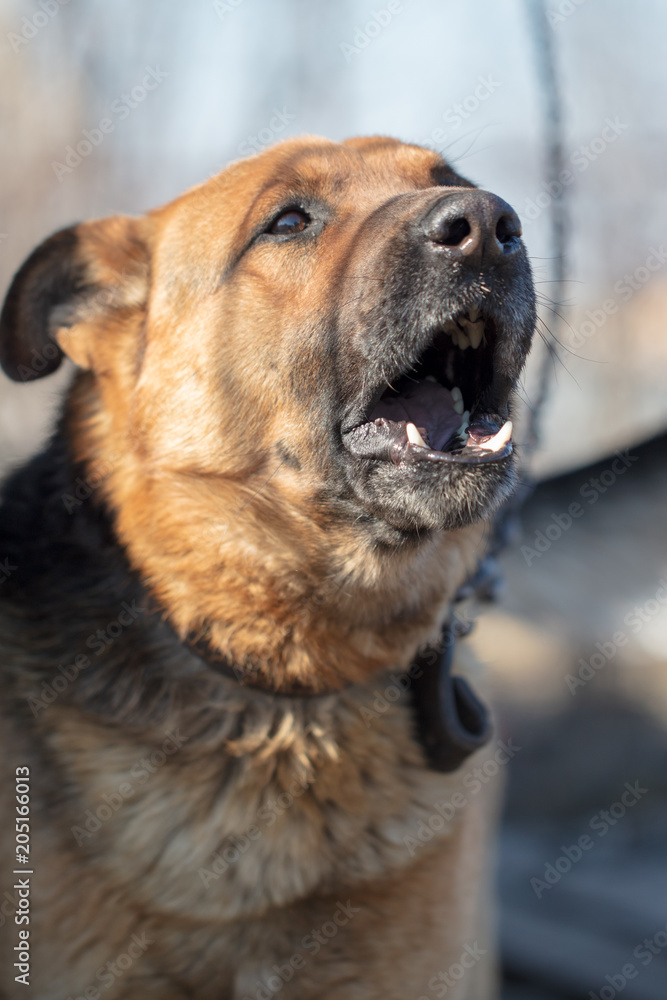 An angry dog barks near the house