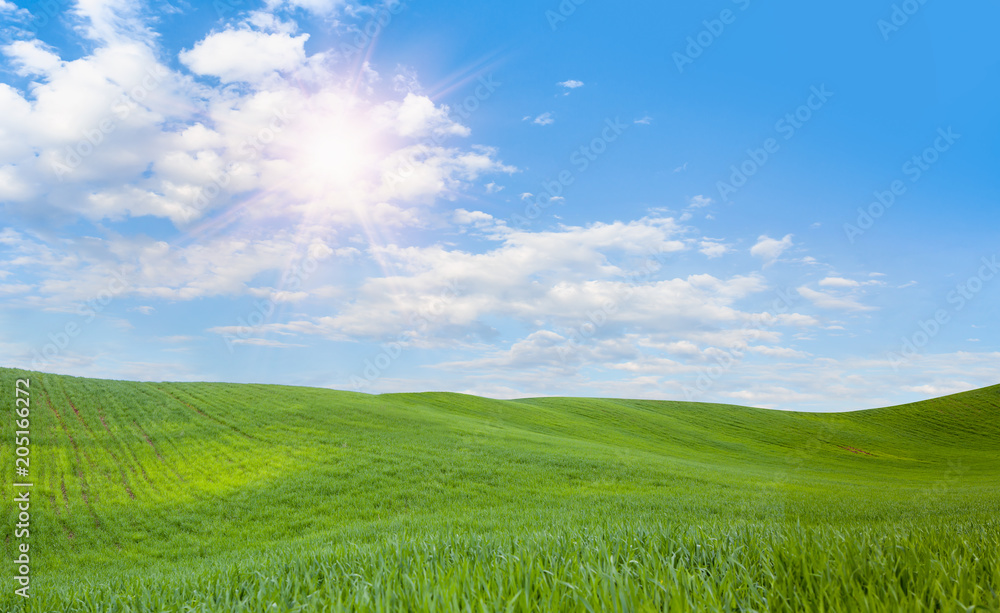 Obraz premium Green grass field and bright blue sky