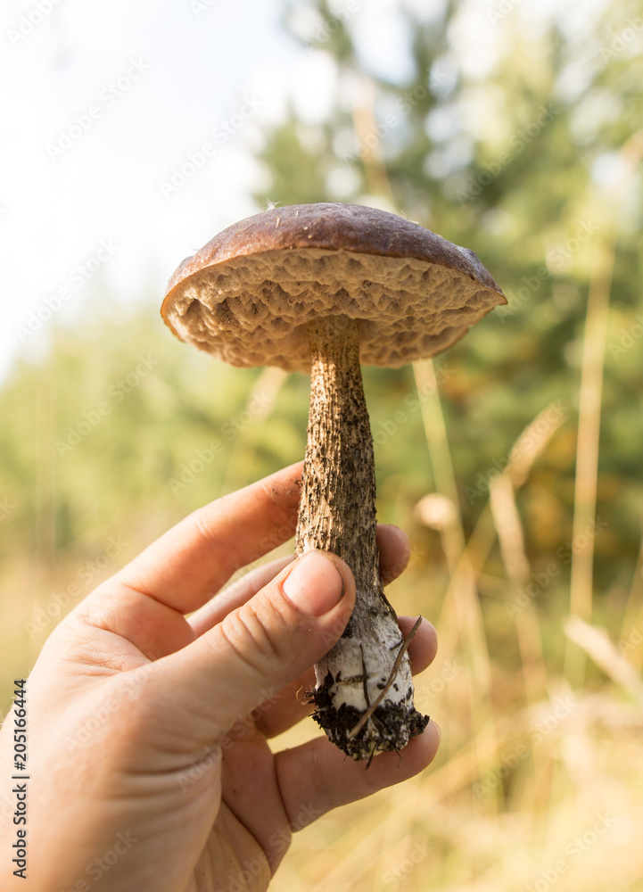 Mushroom in the hand of a mushroom picker in the forest Mushroom in the hand of a mushroom picker in the forest