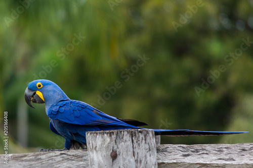 Beautiful Great Blue Macaw at Pantanal  Sul, Mato Grosso do Sul, Brazil