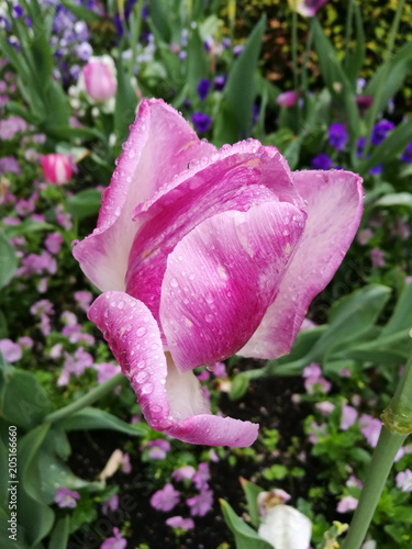 Close-up of a tulip