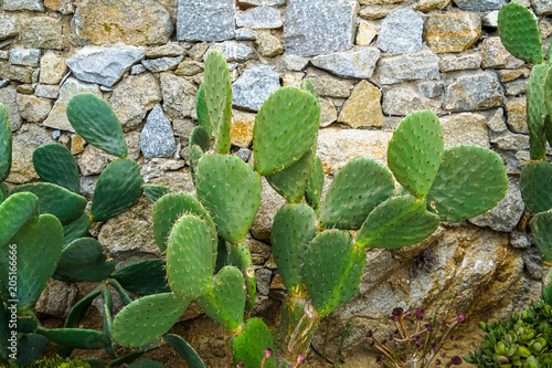 Fresh green bunny ear cactus desert succulent plant growing against rough granite stone wall background, Mykonos