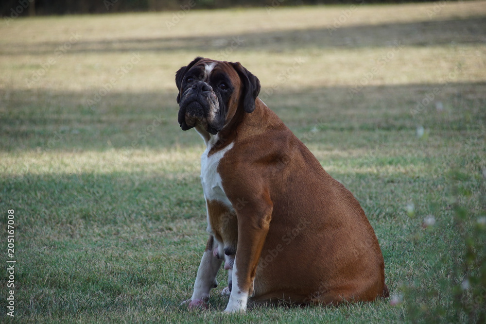 Belle chienne Boxer LOF fauve marquée en blanc en plein jeu durant sa gestation