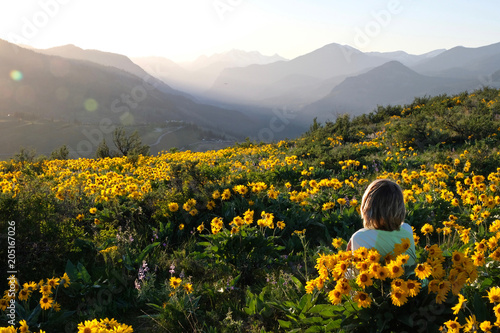 Carefree woman lying on meadow with sun flowers  enjoying sunrise over mountains  and relaxing.  Arnica or Balsamroot flowers  near Seattle. Patterson Mountain. Washington. United States of America. photo