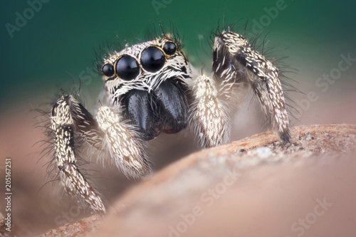 Jumping spider macro © stockfotocz