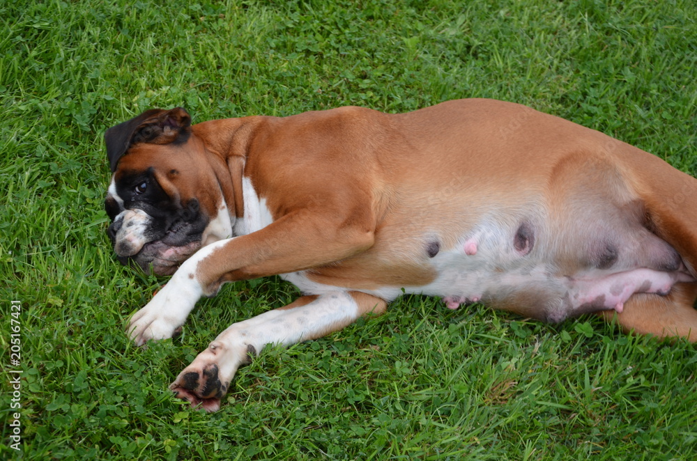 Belle chienne Boxer fauve marquée en blanc LOF en fin de gestation couchée à la campagne.