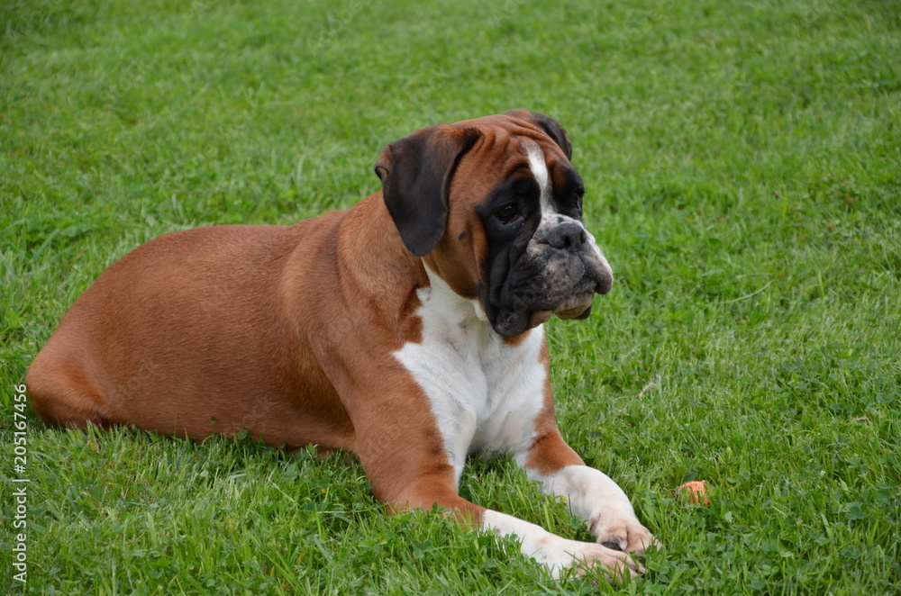 Belle chienne Boxer fauve marquée en blanc LOF en fin de gestation couchée à la campagne.