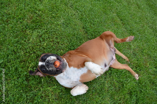 Belle chienne Boxer fauve LOF en train de jouer en fin de gestation.