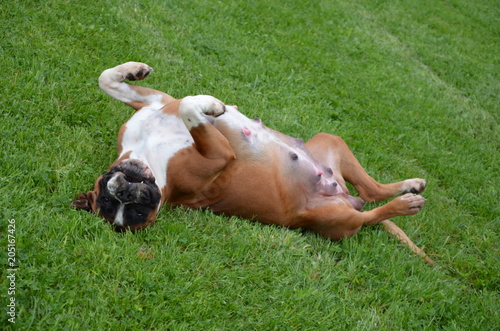 Belle chienne Boxer fauve LOF en train de jouer en fin de gestation.