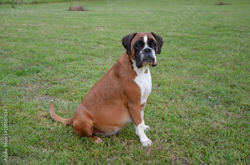 Belle chienne Boxer fauve LOF en train de jouer en fin de gestation.