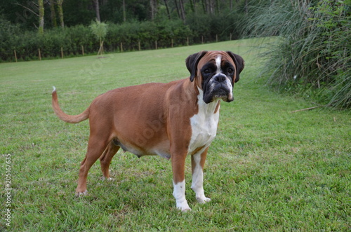 Belle chienne Boxer fauve LOF en train de jouer en fin de gestation.