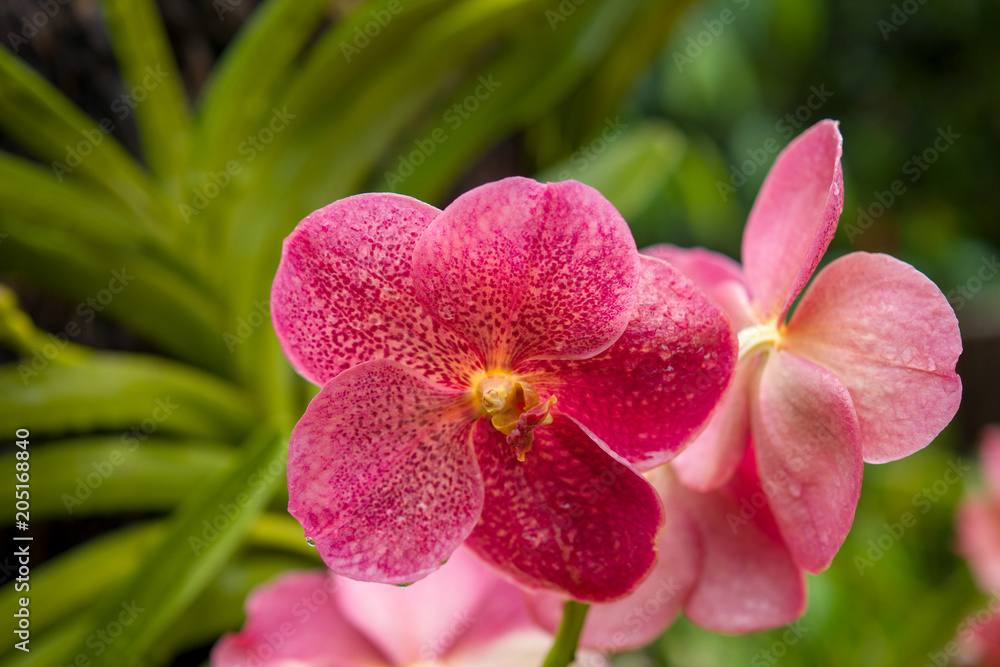 Obraz premium orchids flowers