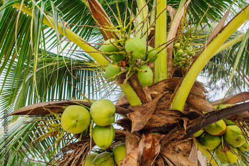 Green coconut growing on palm tree.