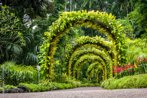 Photography orchid arch in Singapore botanical gardens