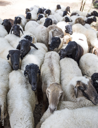 Group of Indian Goats or Sheep