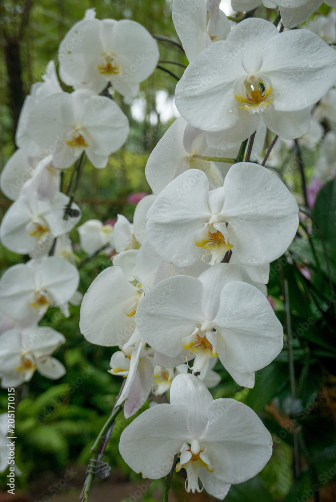 Obraz premium Phylanopsis orchids in bloom
