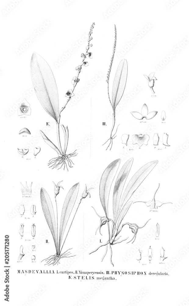 Illustration of plant Illustration of plant