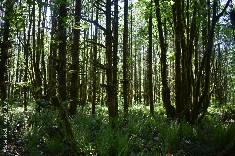 Mossy green tree forest landscape Mossy green tree forest landscape