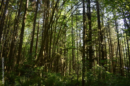 Mossy green tree forest landscape