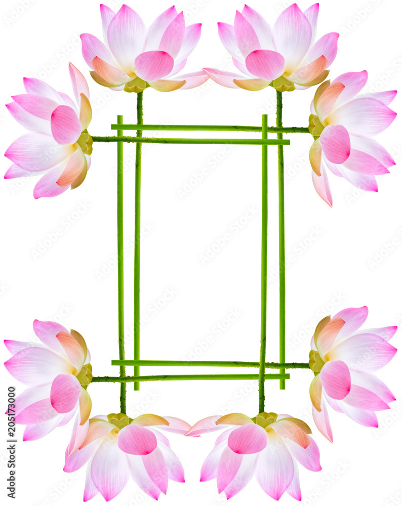 Obraz premium encadrement lotus rose 