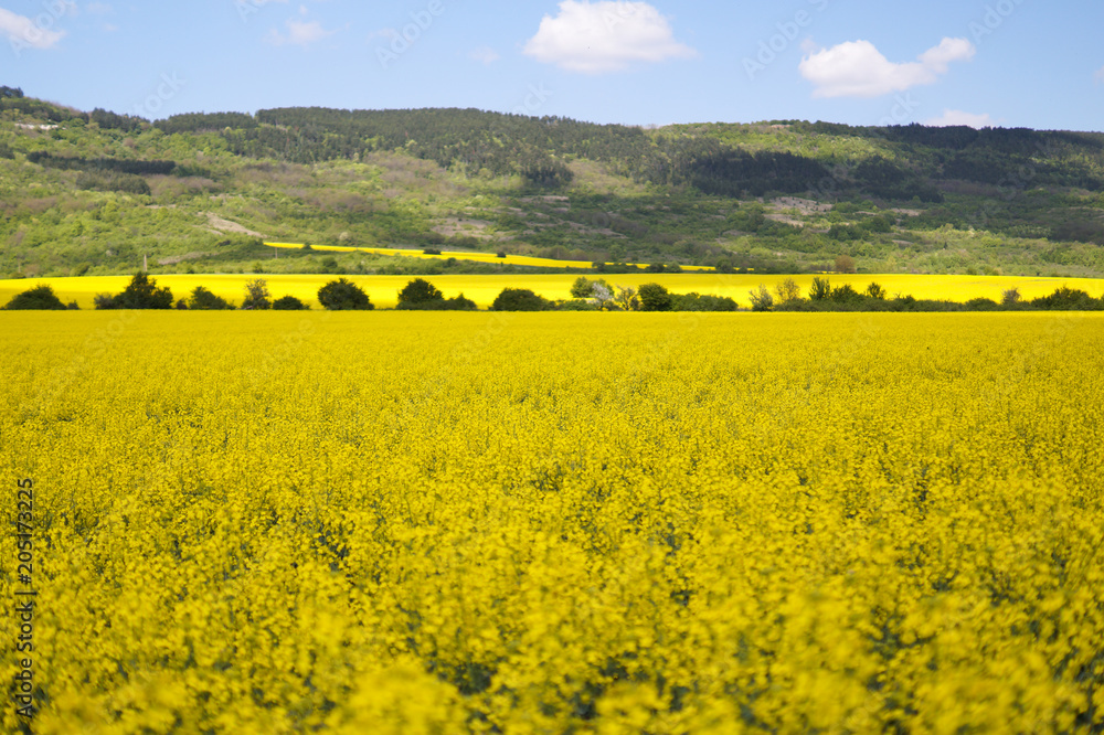 Beautiful yellow fields